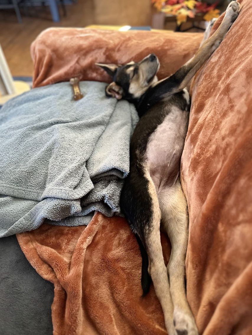 Screenshot 2026-02-27 at 1.03.35 PM.png