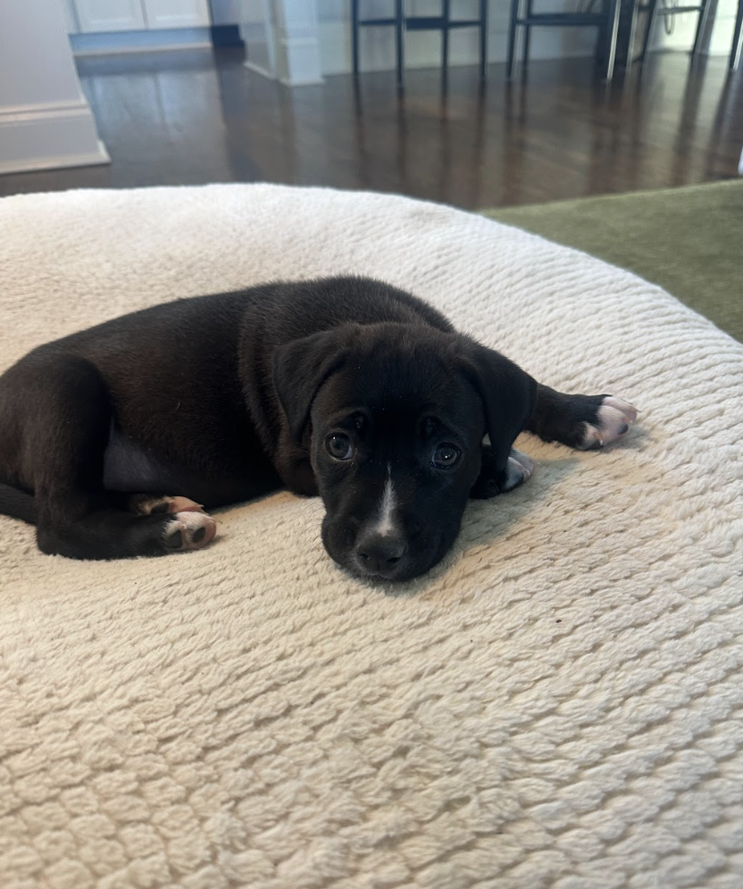 Screenshot 2026-03-20 at 3.02.18 PM.png