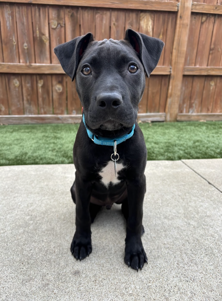 Screenshot 2026-04-03 at 2.35.29 PM.png