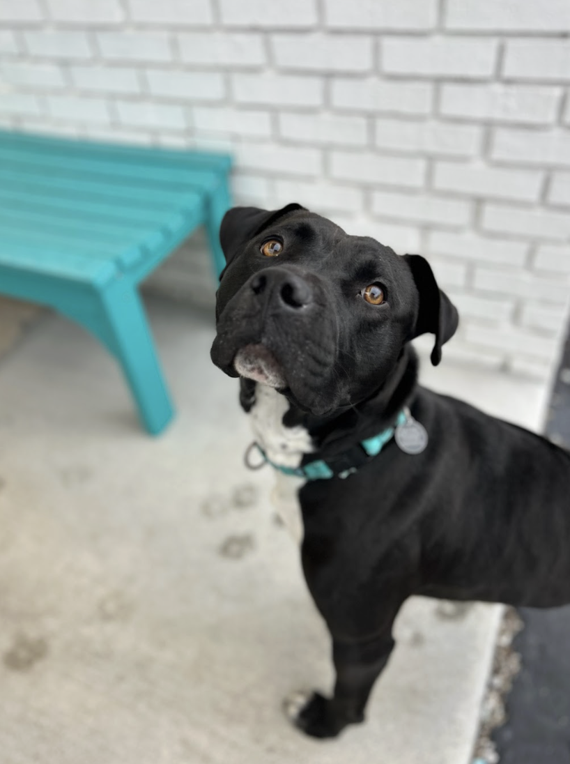 Screenshot 2026-01-14 at 3.43.06 PM.png