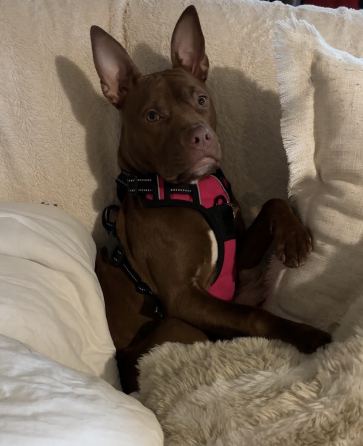 Screenshot 2026-02-15 at 7.58.13 PM.png