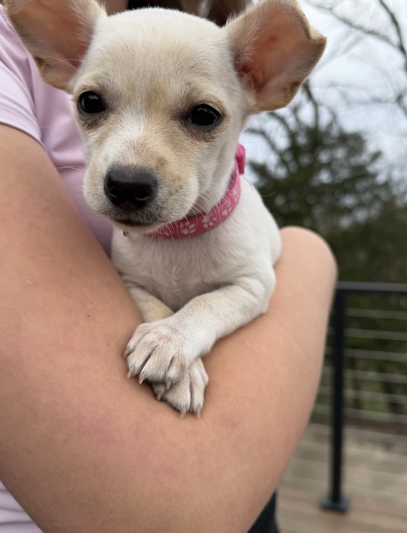 Screenshot 2026-02-26 at 12.50.06 PM.png