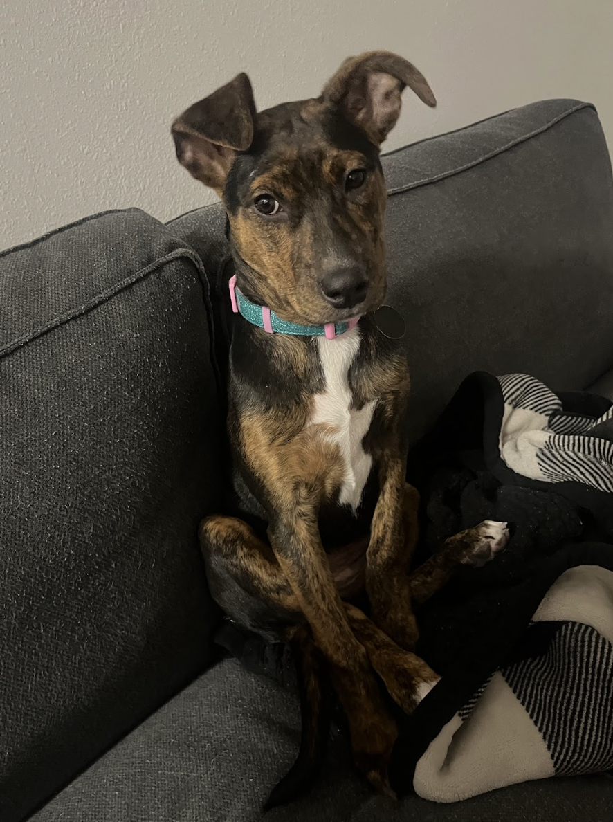 Candy, the Board Game Litter