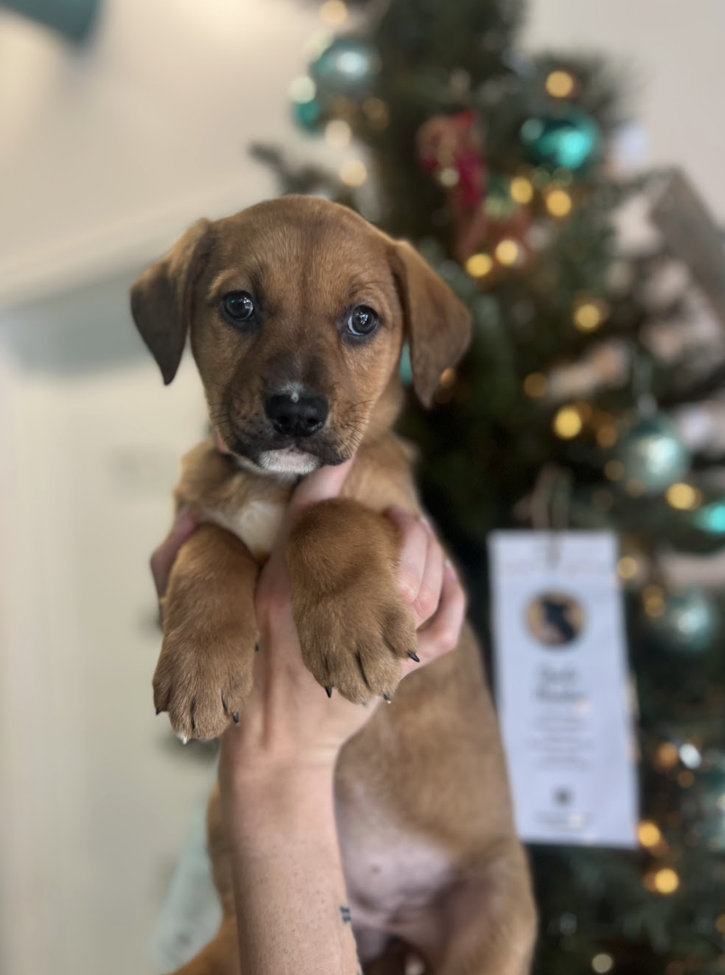 Screenshot 2025-12-18 at 1.45.26 PM.png