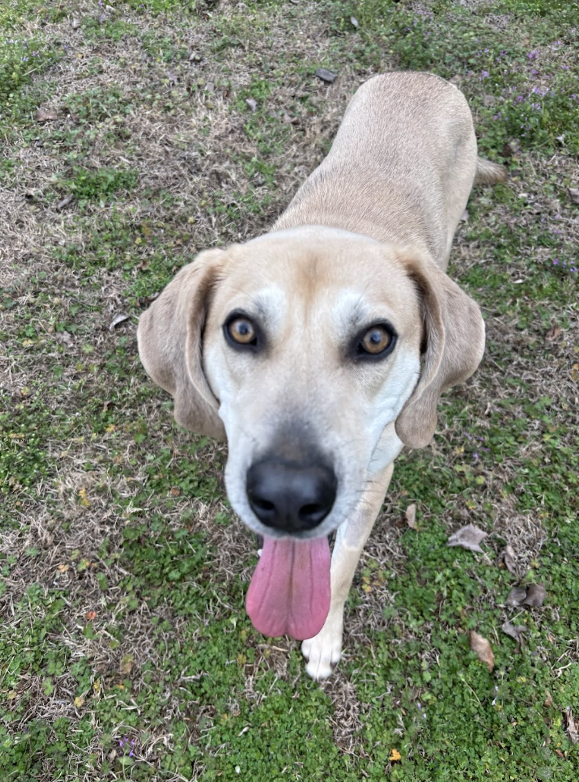 Screenshot 2026-03-19 at 4.13.20 PM.png