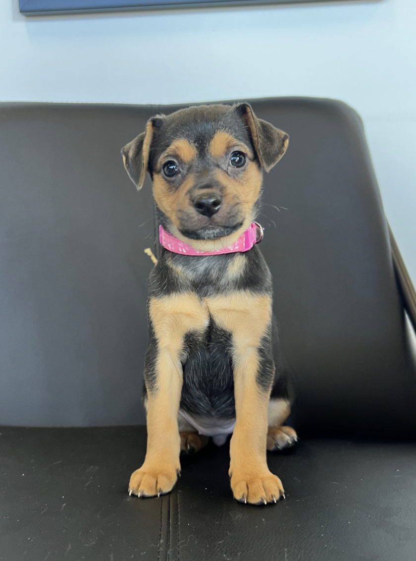 Screenshot 2026-02-13 at 4.40.00 PM.png