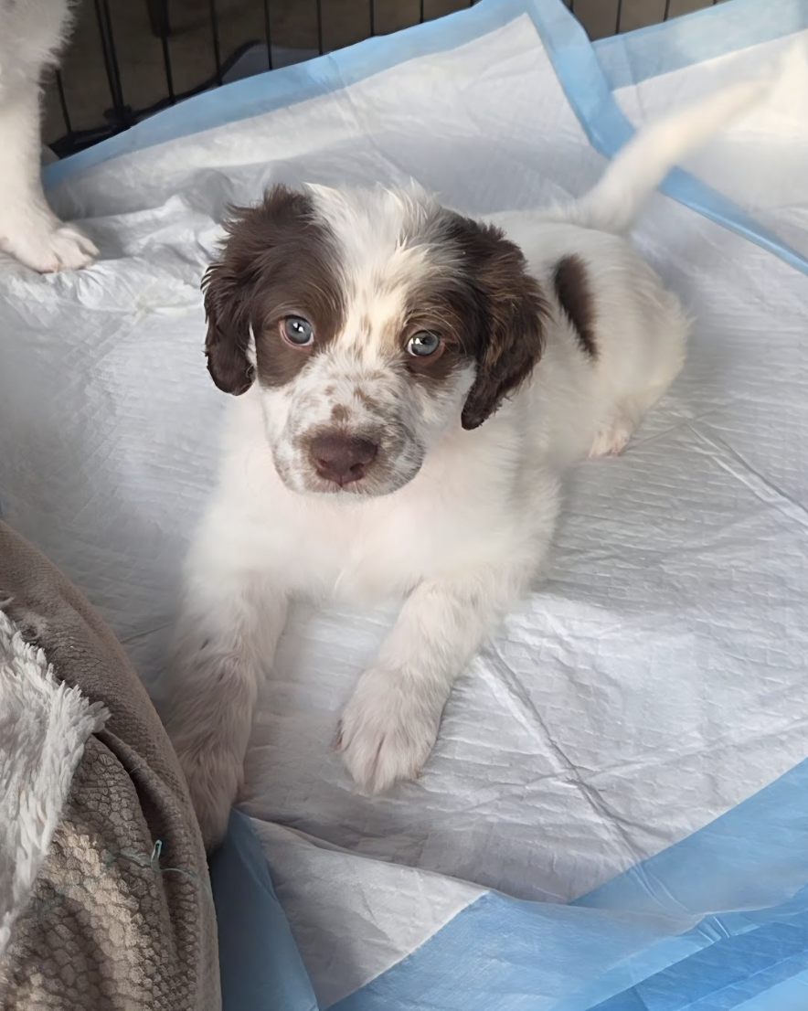 Screenshot 2026-03-10 at 8.54.33 PM.png