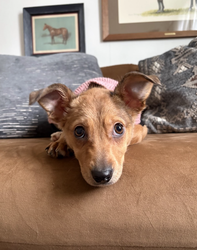 Screenshot 2026-01-24 at 4.32.30 PM.png