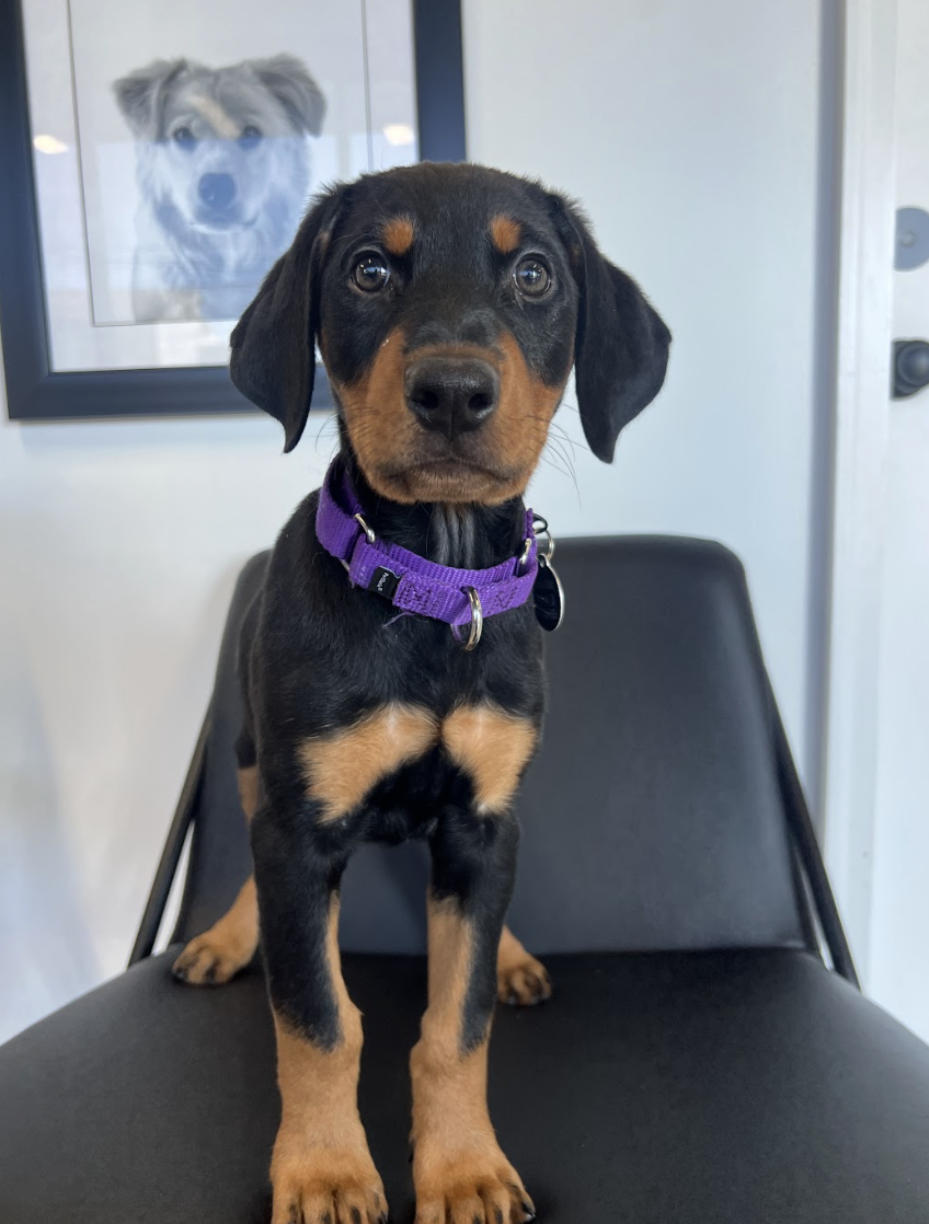 Screenshot 2026-02-06 at 12.32.43 PM.png