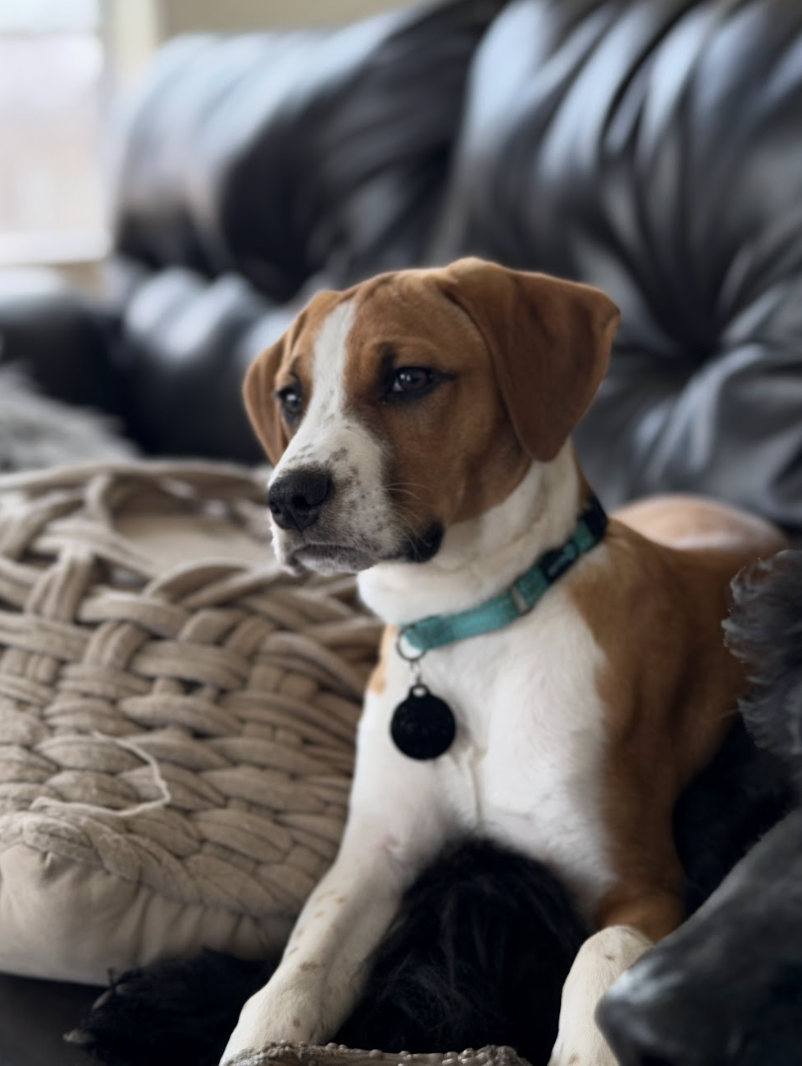 Screenshot 2026-02-20 at 4.20.31 PM.png