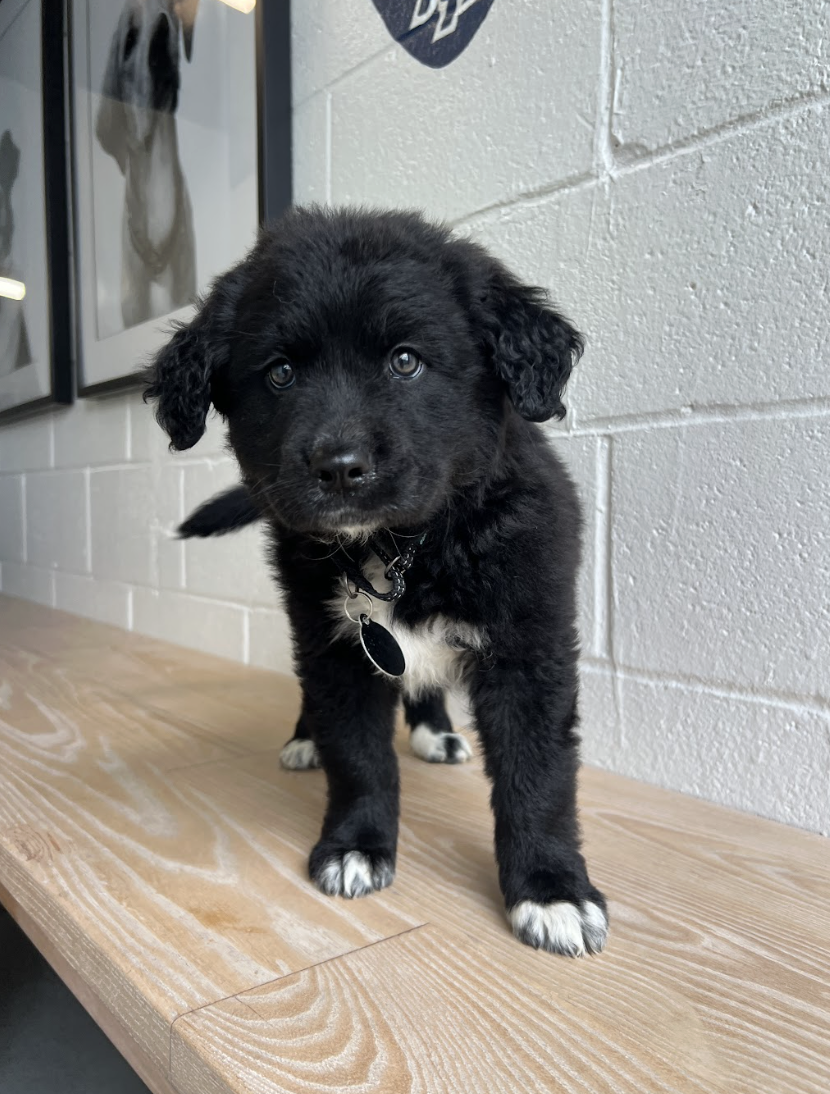 Screenshot 2026-04-16 at 4.21.42 PM.png