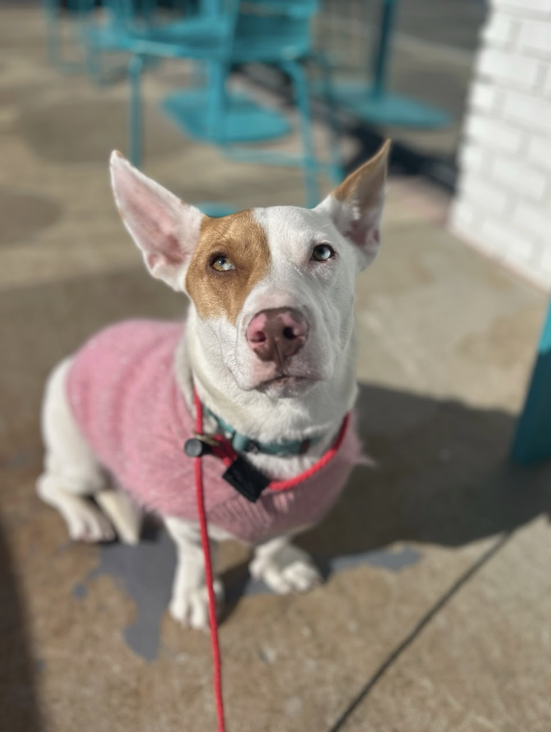 Screenshot 2026-02-07 at 2.44.32 PM.png