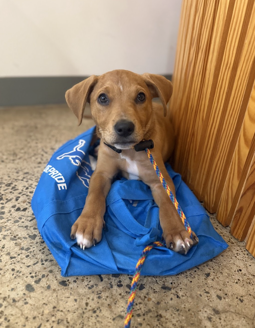 Marla, the A League of Their Own Litter