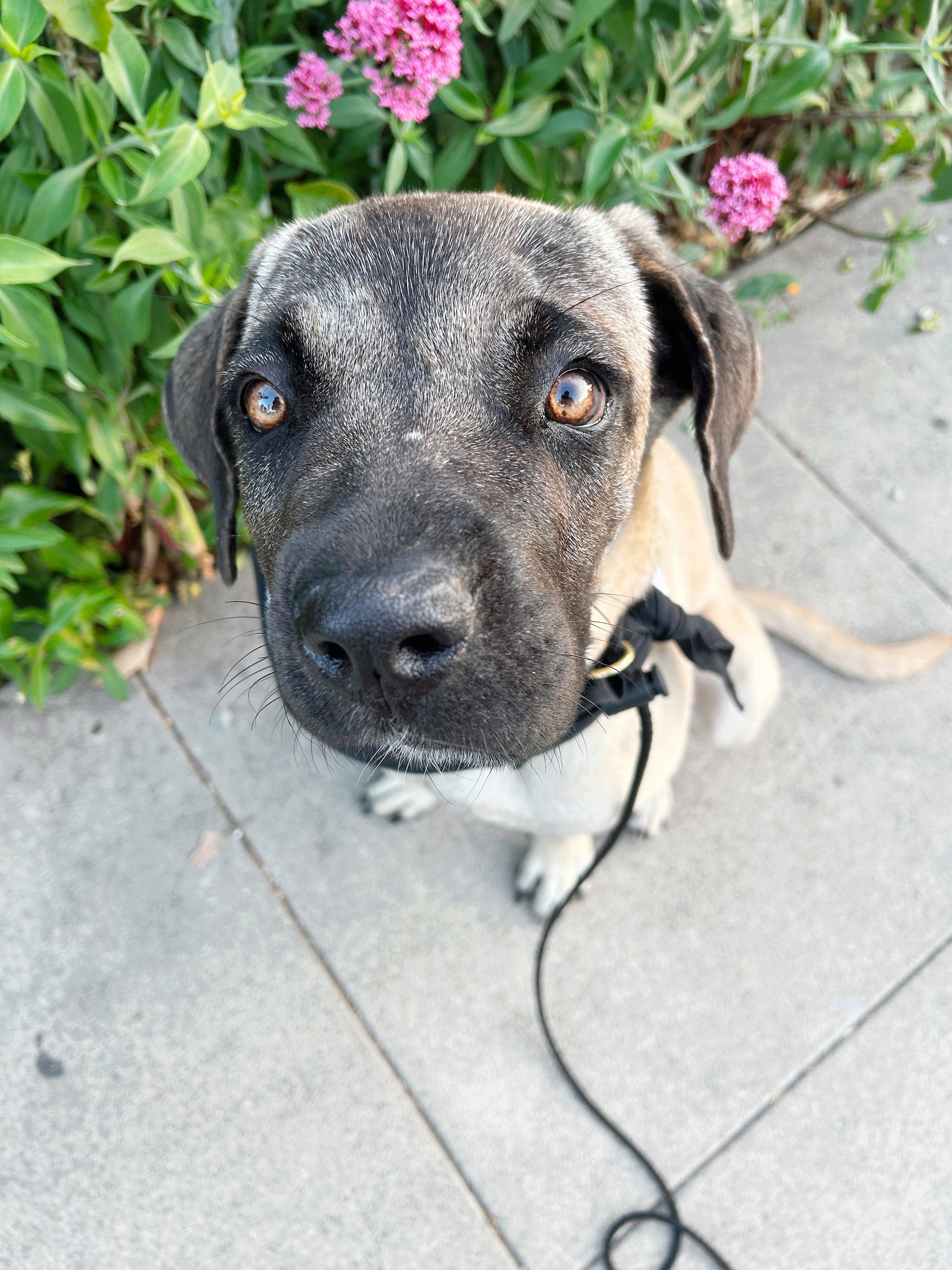 Mixed Breed