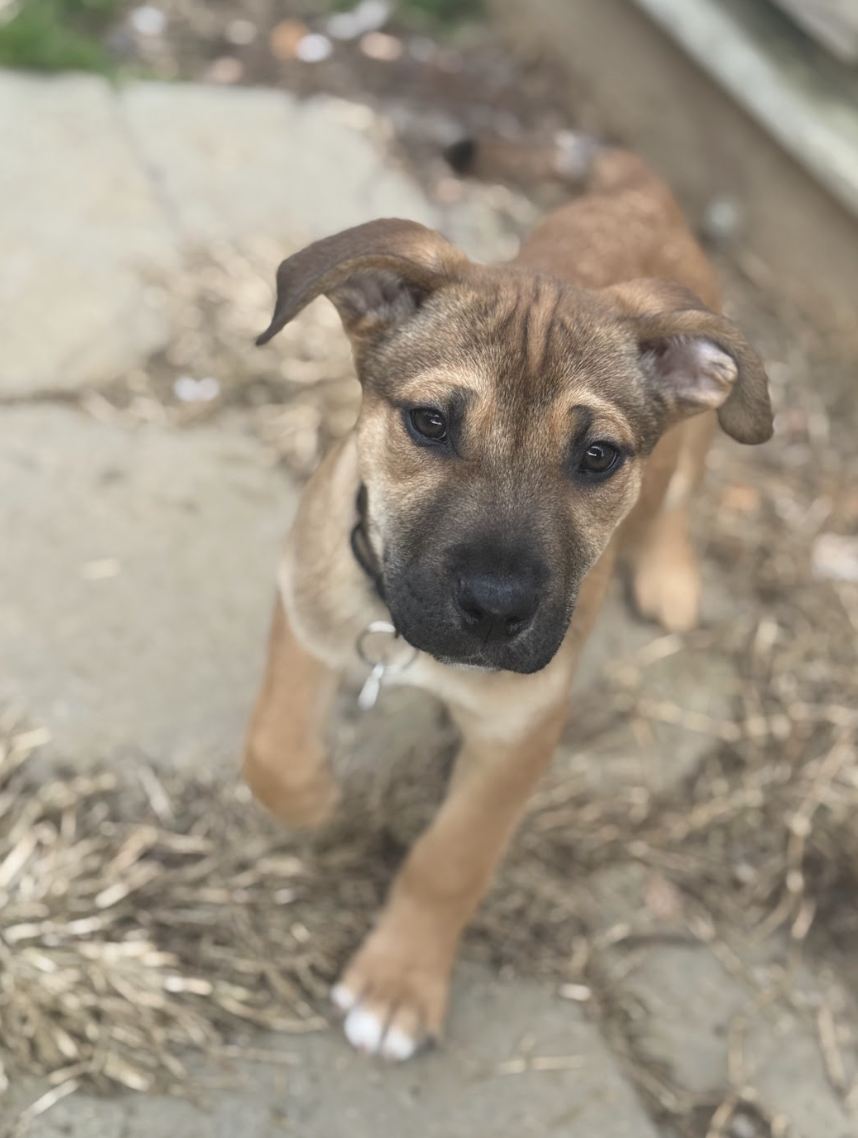 Screenshot 2026-02-27 at 12.46.49 PM.png