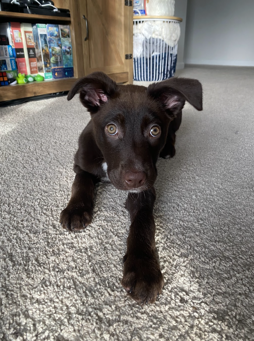 Screenshot 2026-02-20 at 4.02.33 PM.png