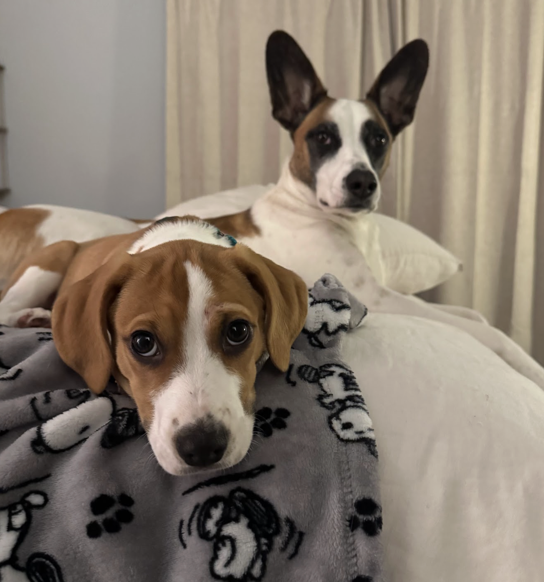 Screenshot 2026-02-13 at 1.28.52 PM.png