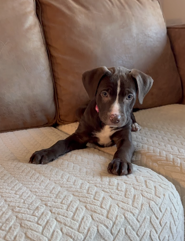 Screenshot 2026-01-07 at 1.13.04 PM.png