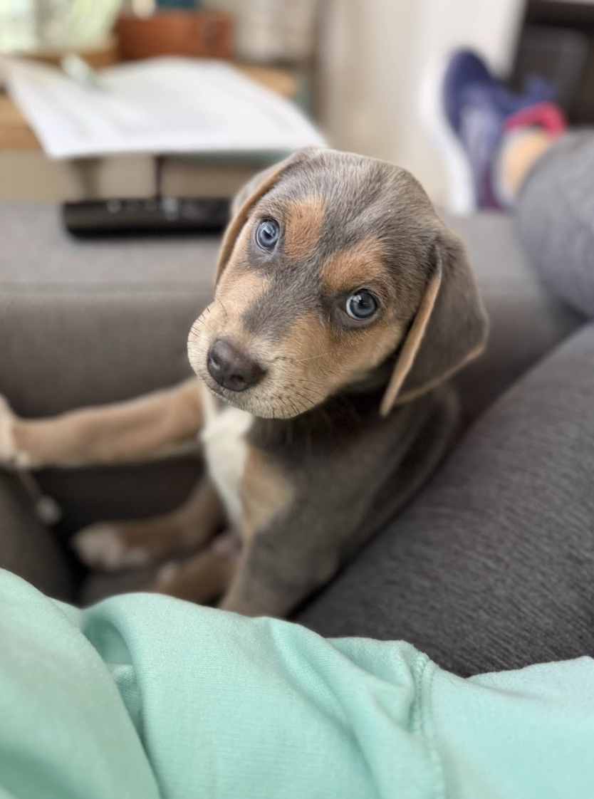 Screenshot 2026-02-24 at 12.33.39 PM.png