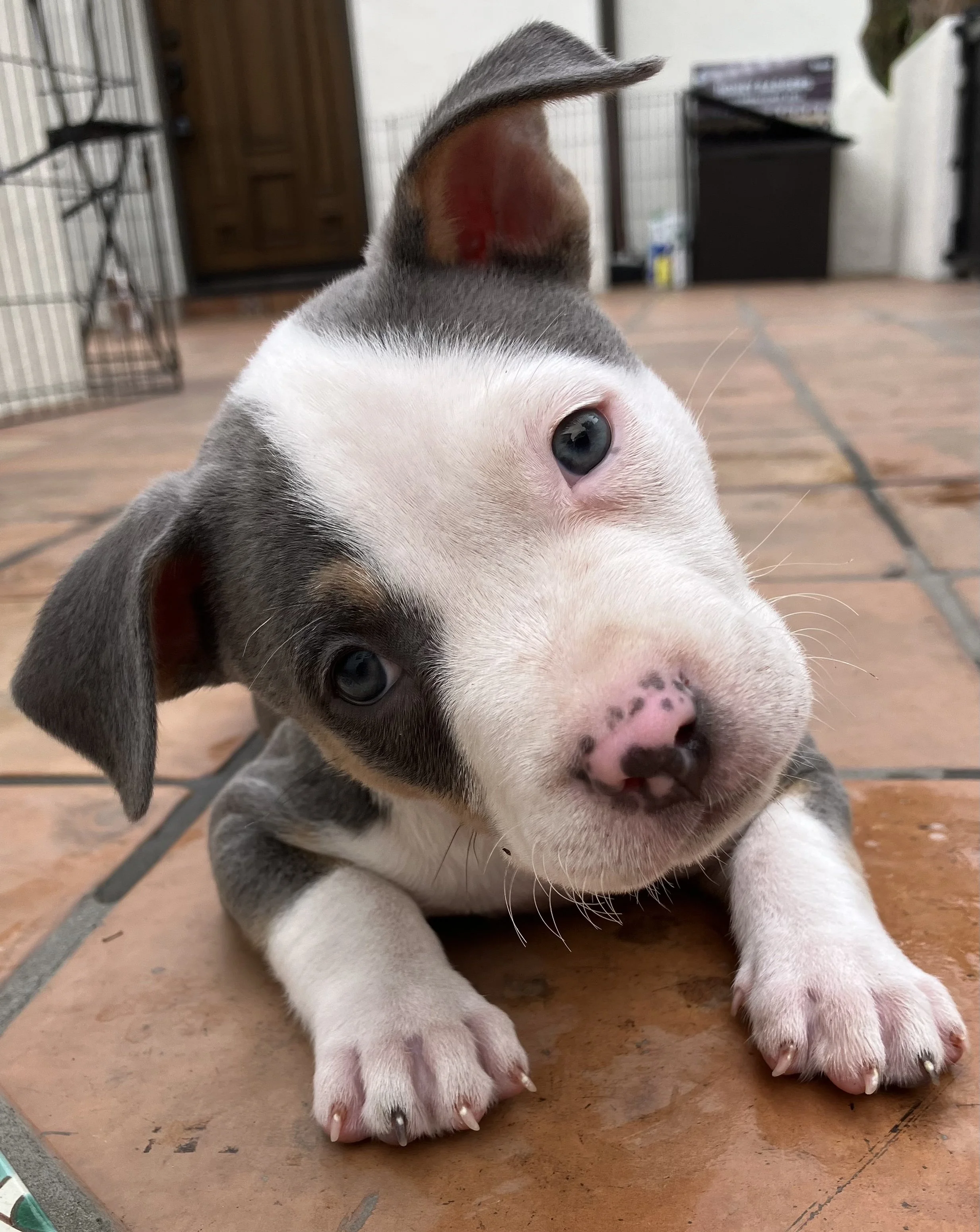 Amigo