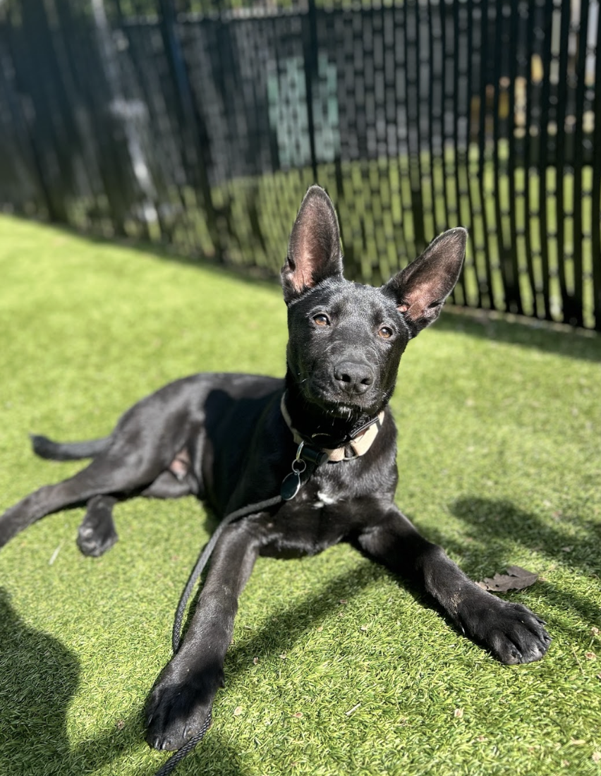 Screenshot 2026-04-09 at 6.44.32 PM.png