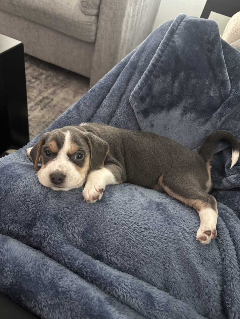 Screenshot 2026-02-21 at 4.41.50 PM.png