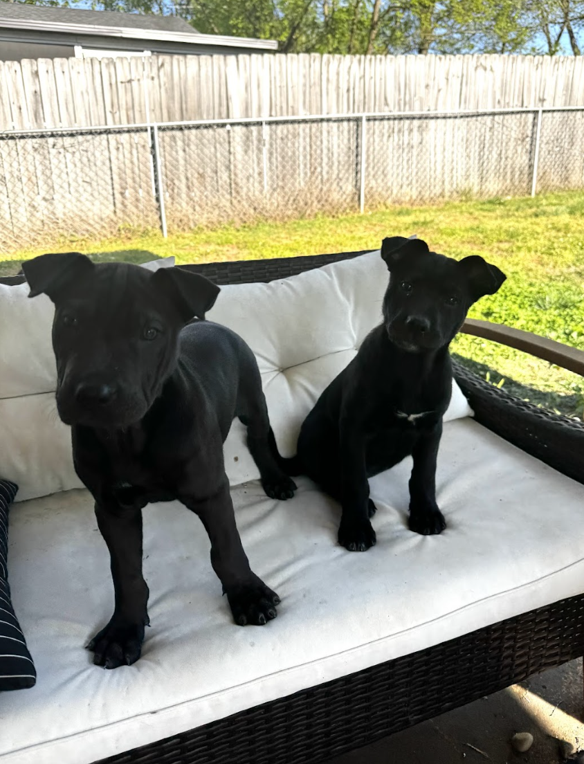 Screenshot 2026-04-08 at 3.26.54 PM.png