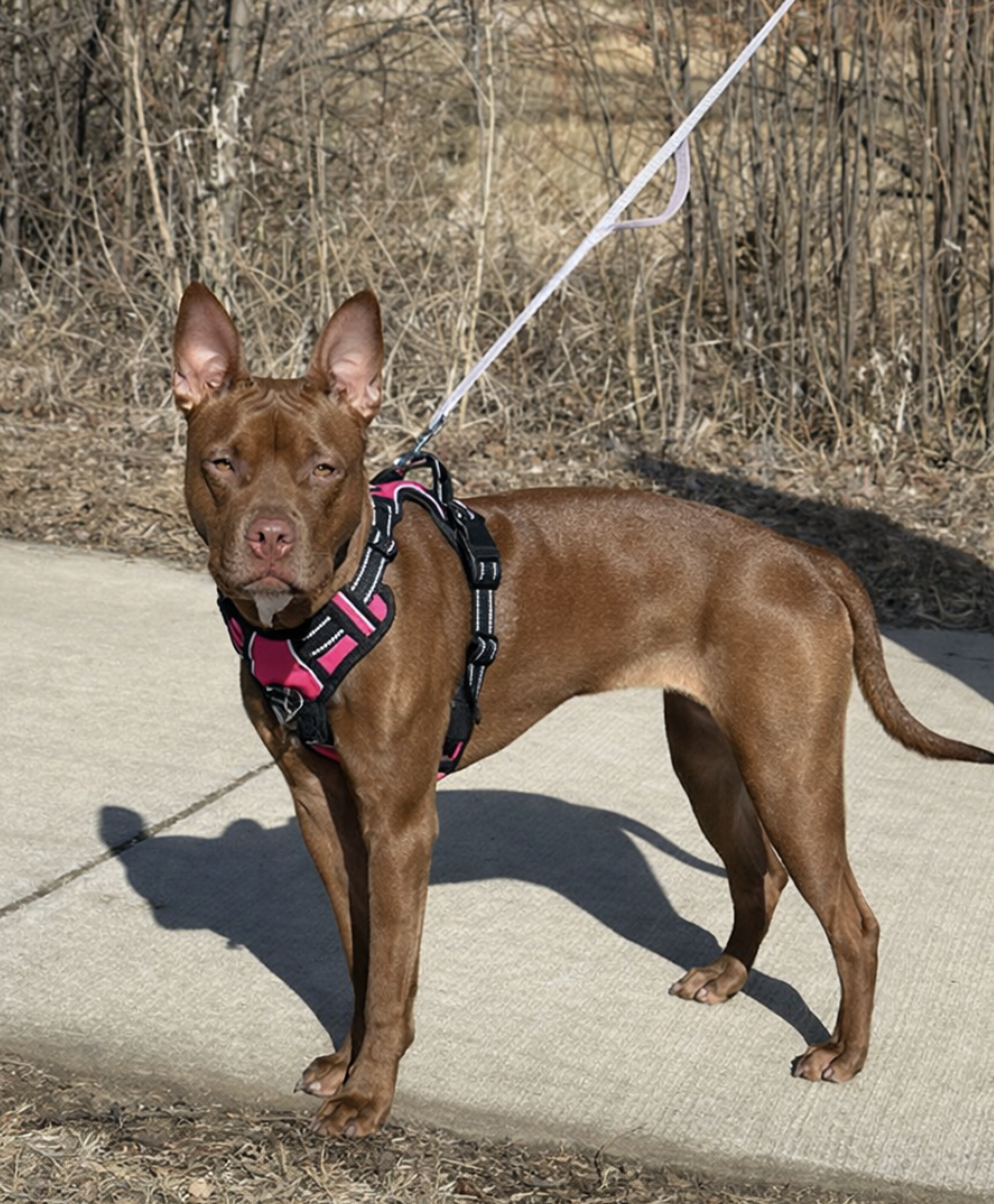 Screenshot 2026-02-20 at 2.53.13 PM.png