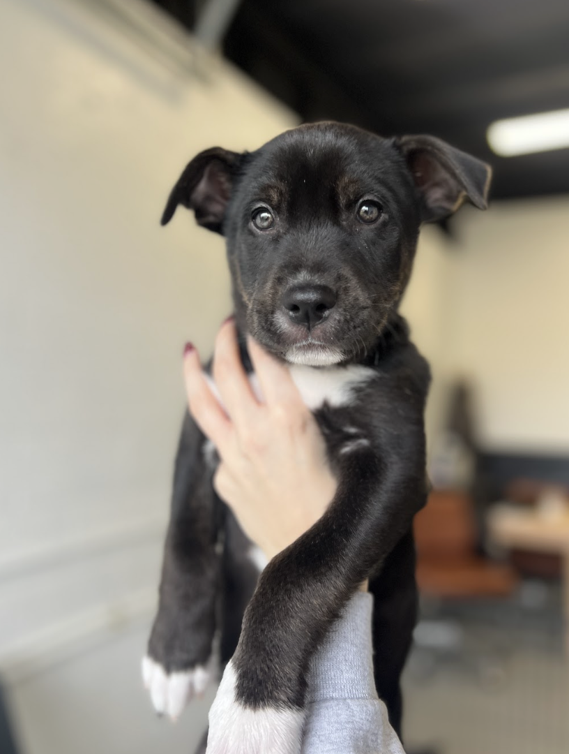 Screenshot 2026-01-31 at 4.29.35 PM.png