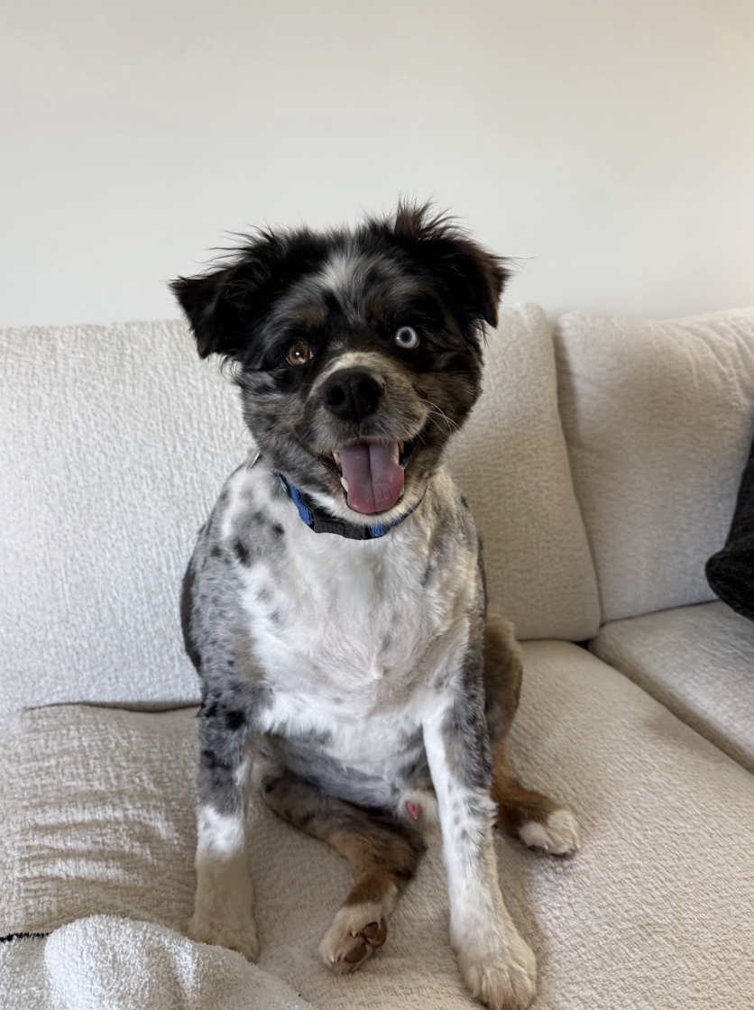 Screenshot 2026-01-24 at 4.41.10 PM.png