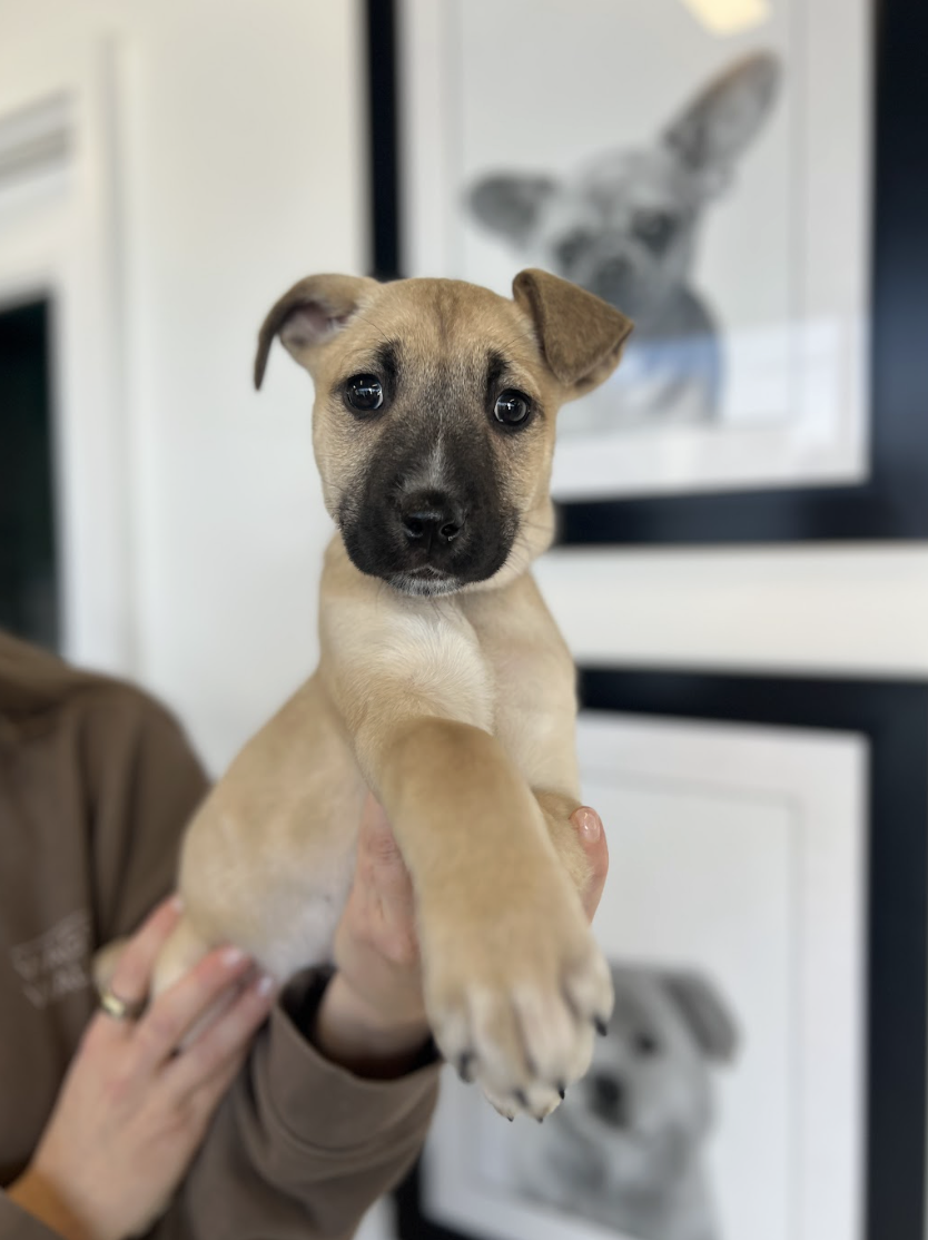 Screenshot 2026-01-30 at 8.05.01 PM.png