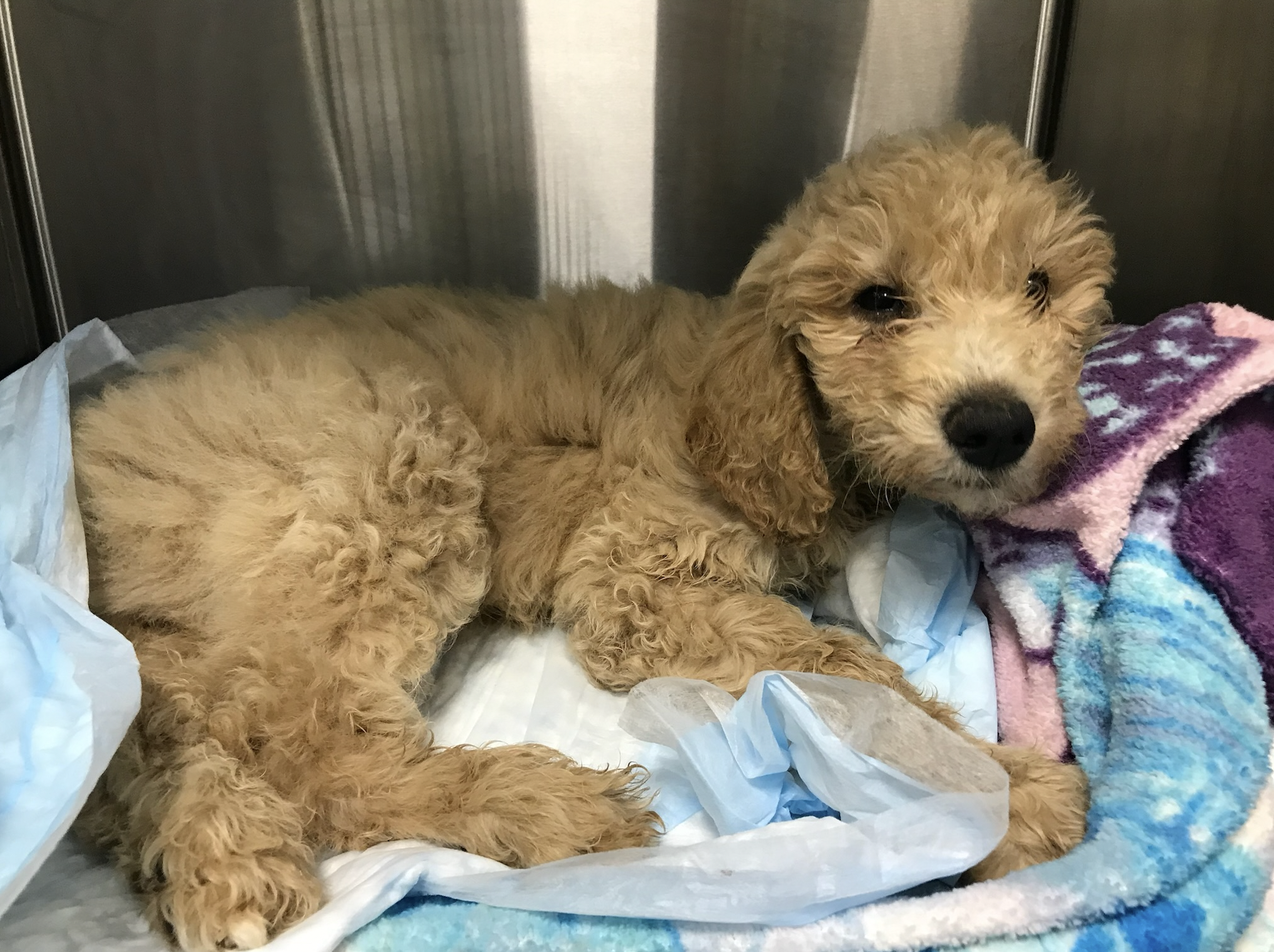 Wags and Walks Adoption Center