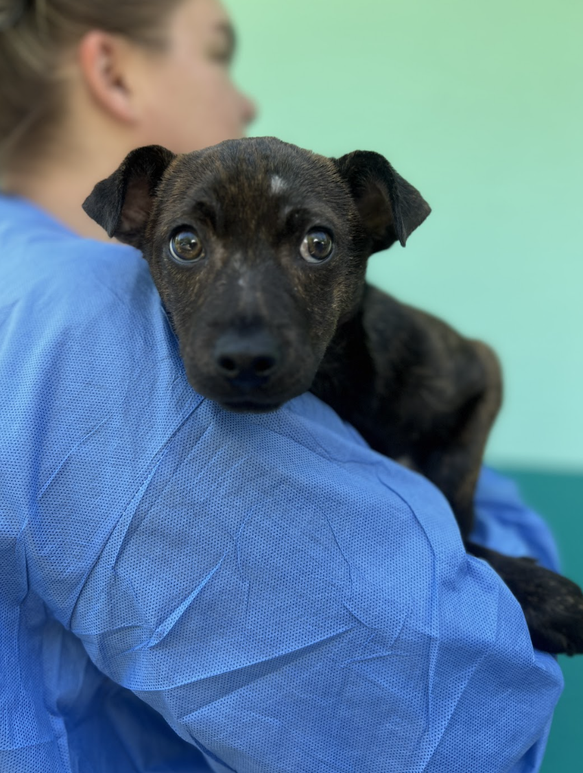 Screenshot 2026-04-10 at 3.06.29 PM.png