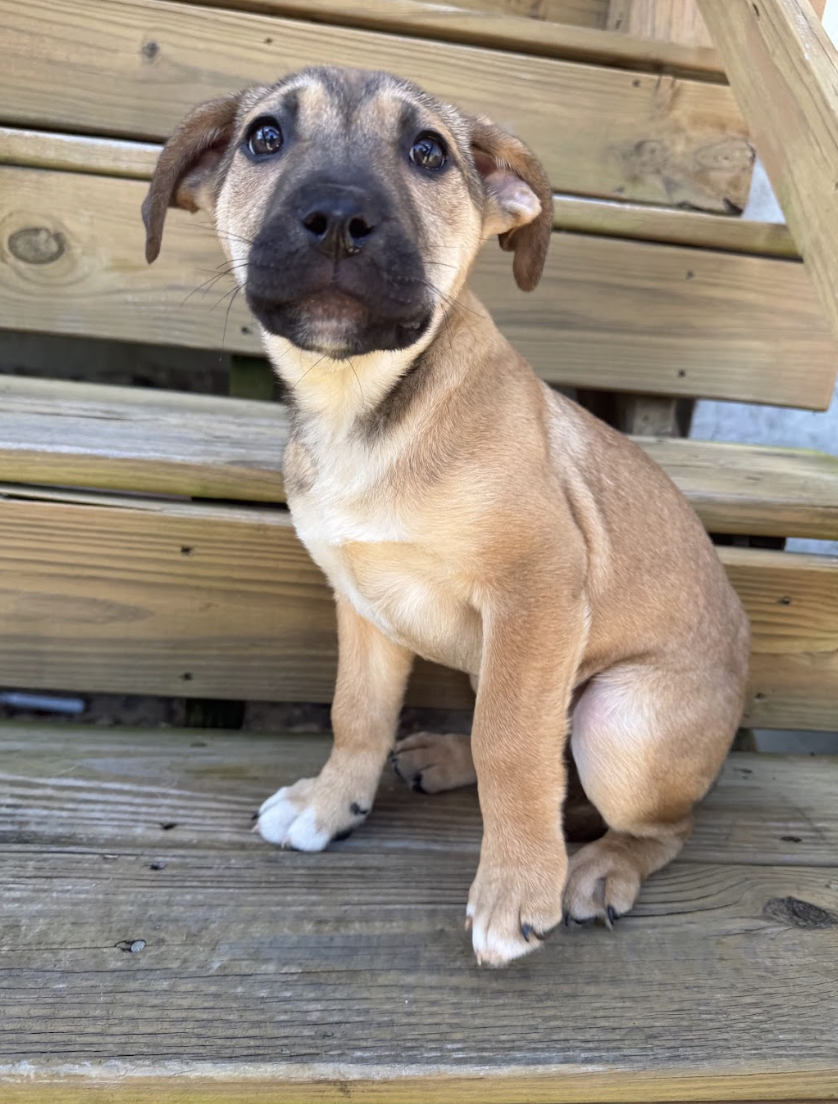 Screenshot 2026-02-20 at 4.09.18 PM.png