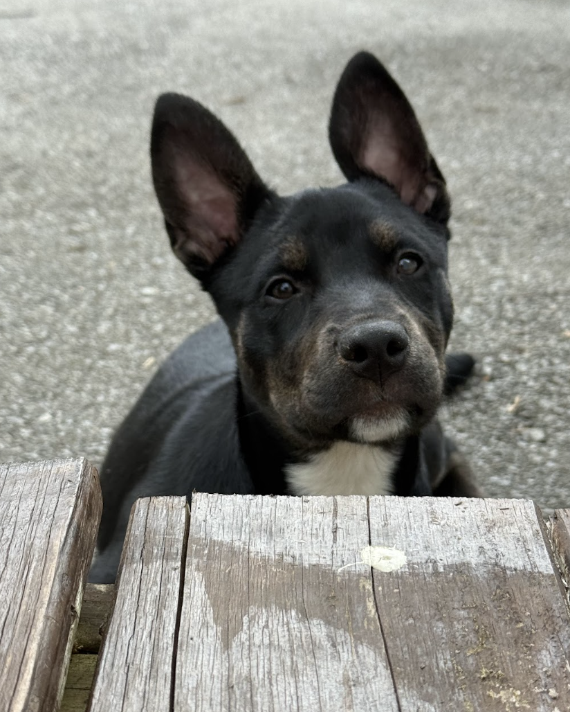 Screenshot 2026-03-12 at 3.32.20 PM.png