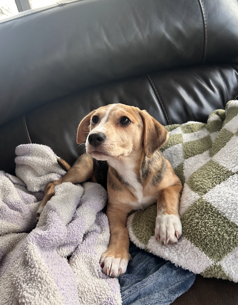 Screenshot 2026-01-29 at 12.12.08 PM.png