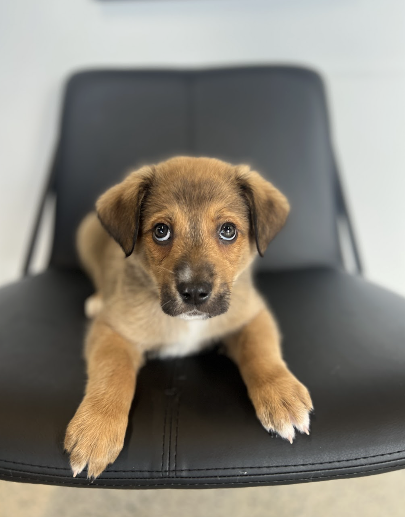 Screenshot 2026-03-06 at 1.05.56 PM.png