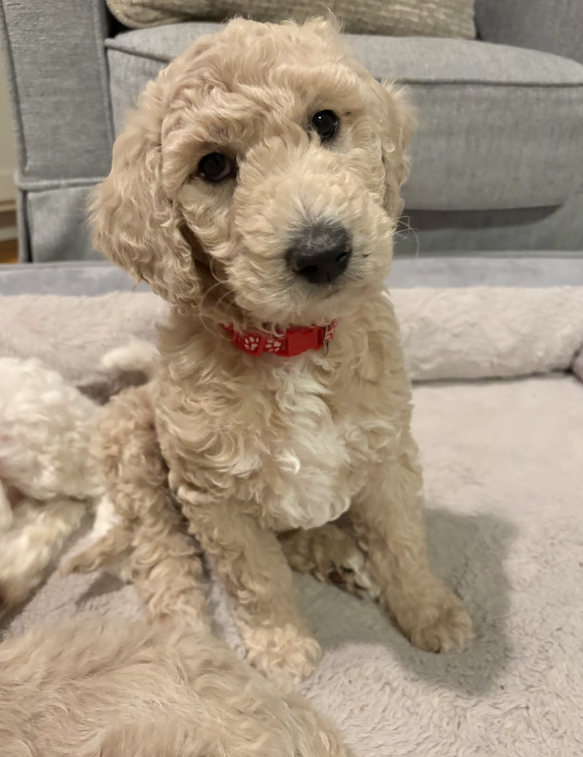 Screenshot 2026-03-03 at 11.50.54 AM.png