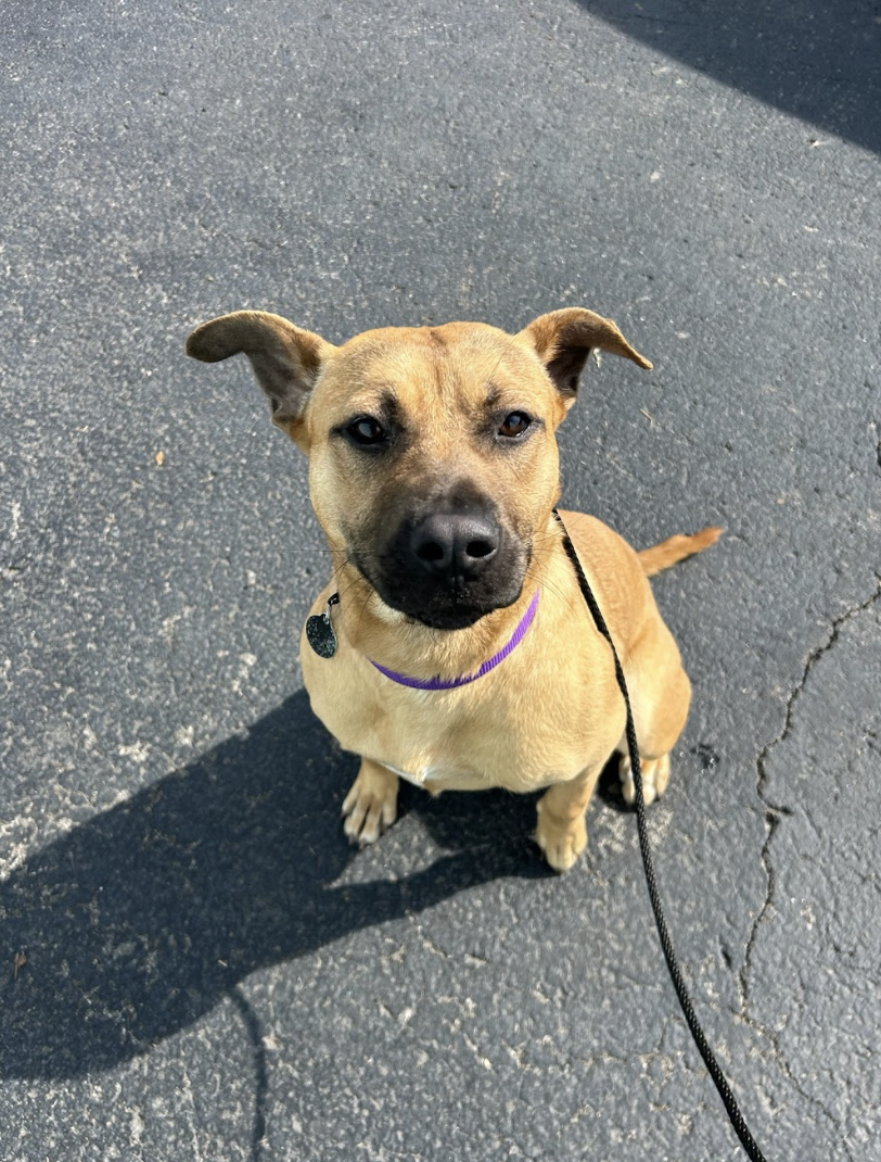 Screenshot 2026-02-12 at 3.20.58 PM.png