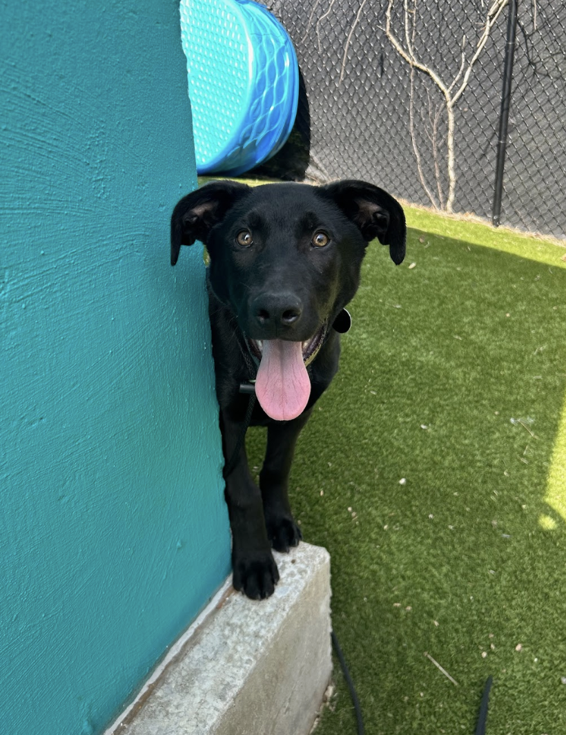 Screenshot 2026-04-09 at 6.45.17 PM.png