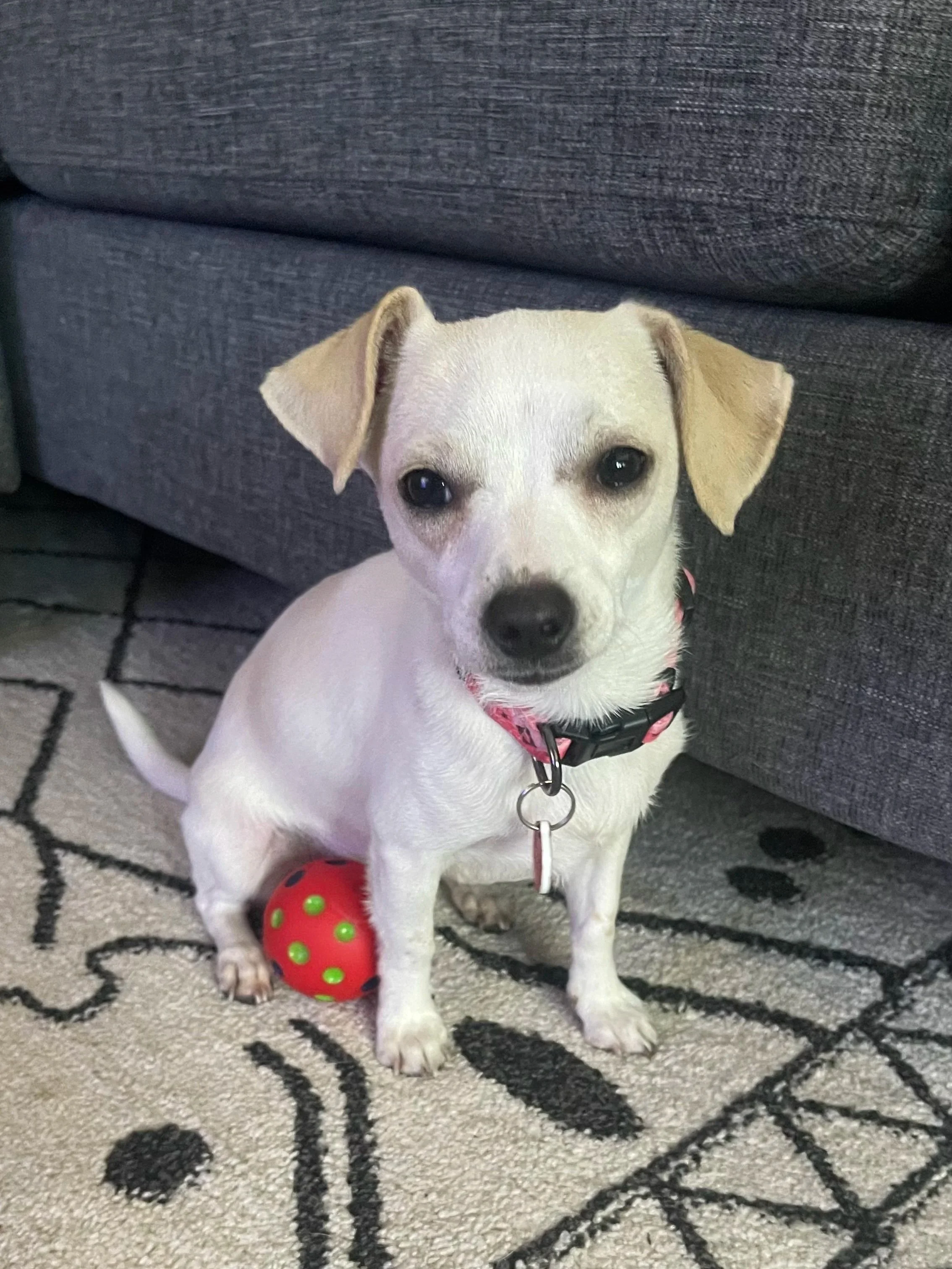 Nacho