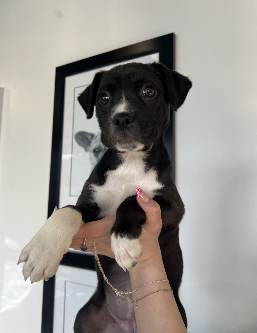 Screenshot 2026-02-12 at 4.45.52 PM.png