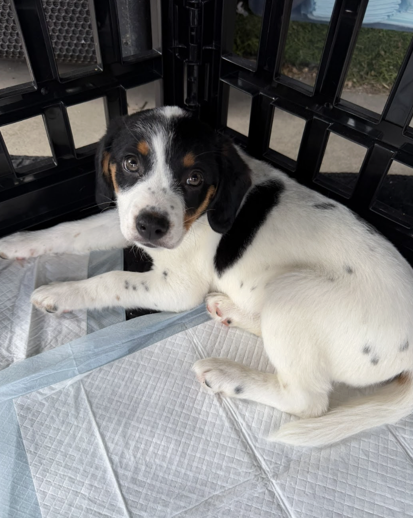 Screenshot 2026-04-07 at 4.25.44 PM.png