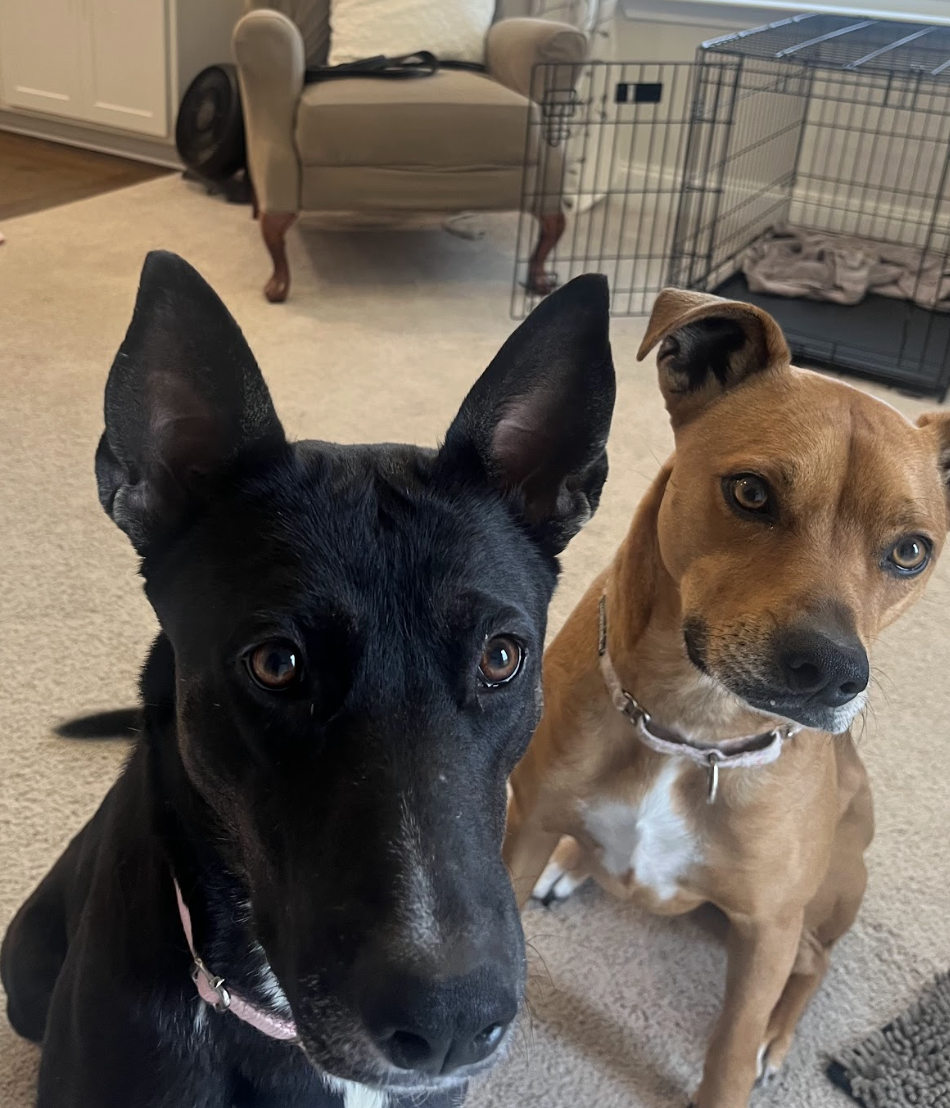 Screenshot 2026-03-17 at 12.19.47 PM.png