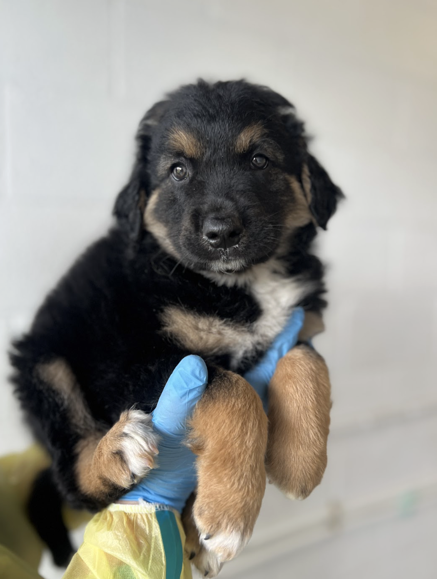 Screenshot 2026-04-16 at 4.14.18 PM.png