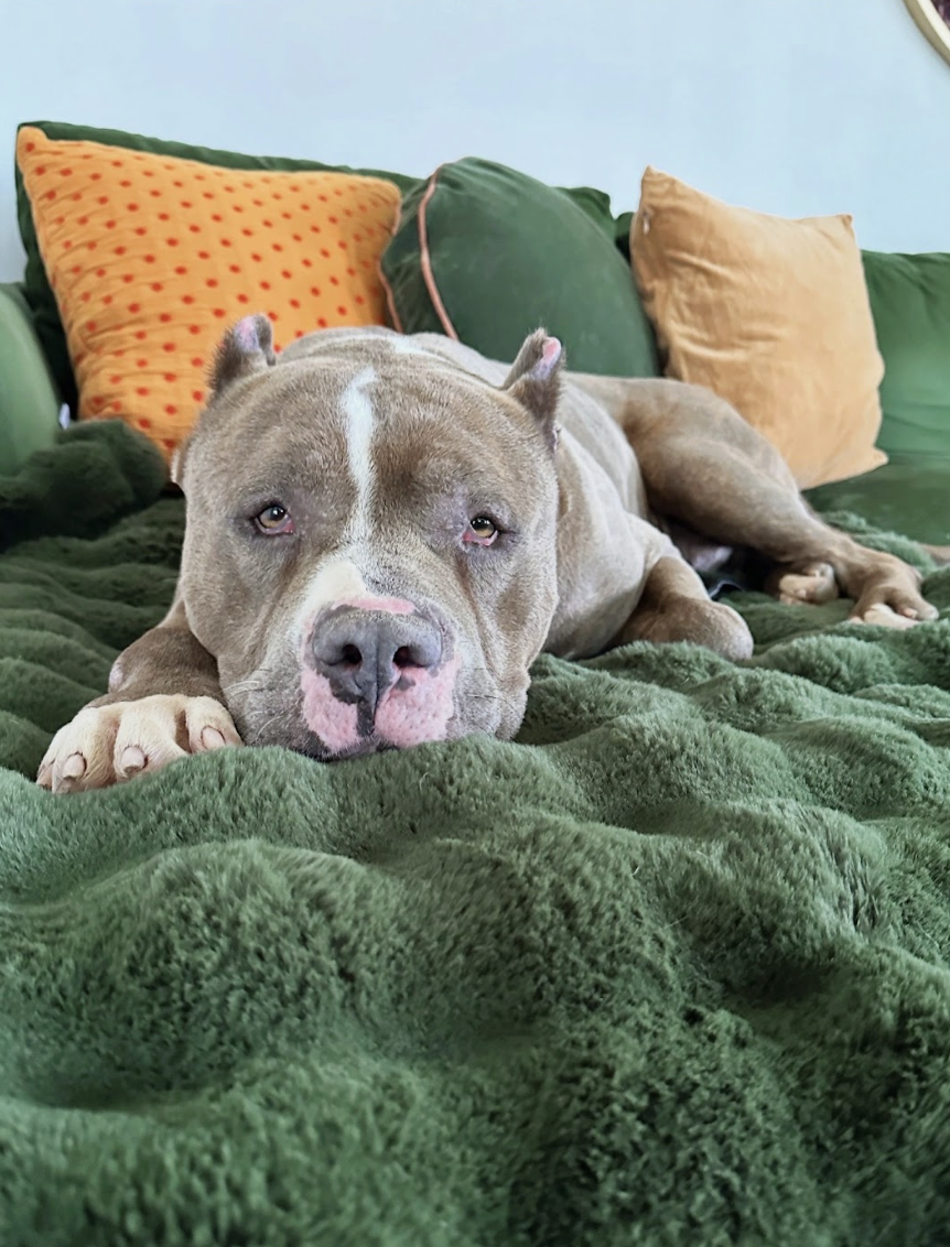 Screenshot 2026-04-15 at 12.43.17 PM.png