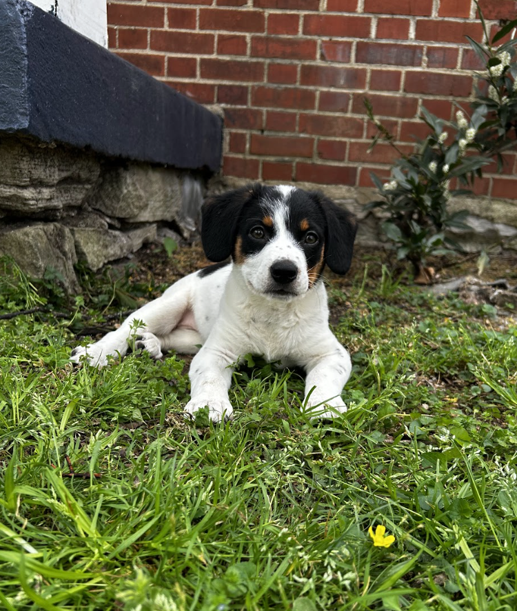 Sparkle, the Disco Litter