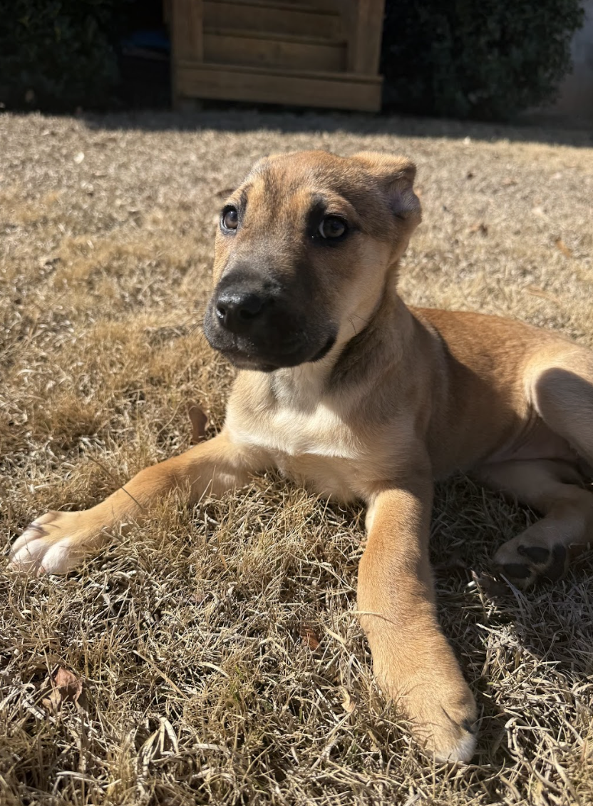 Screenshot 2026-02-20 at 4.08.36 PM.png