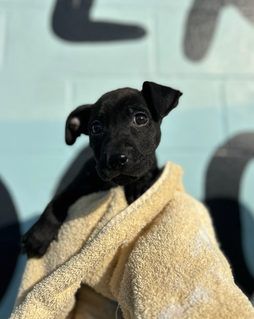 Screenshot 2026-04-23 at 2.11.52 PM.png