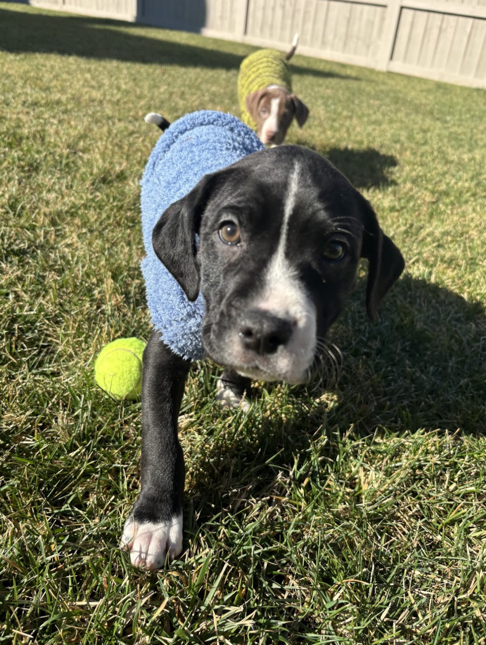 Barq, The Soda Litter